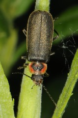 Atalantycha dentigera