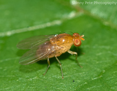 Neogriphoneura