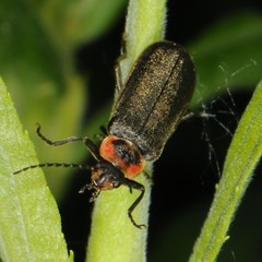 Atalantycha dentigera