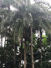 Bactris gasipaes
