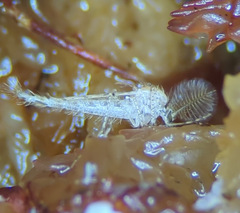 Chaoborus maculipes
