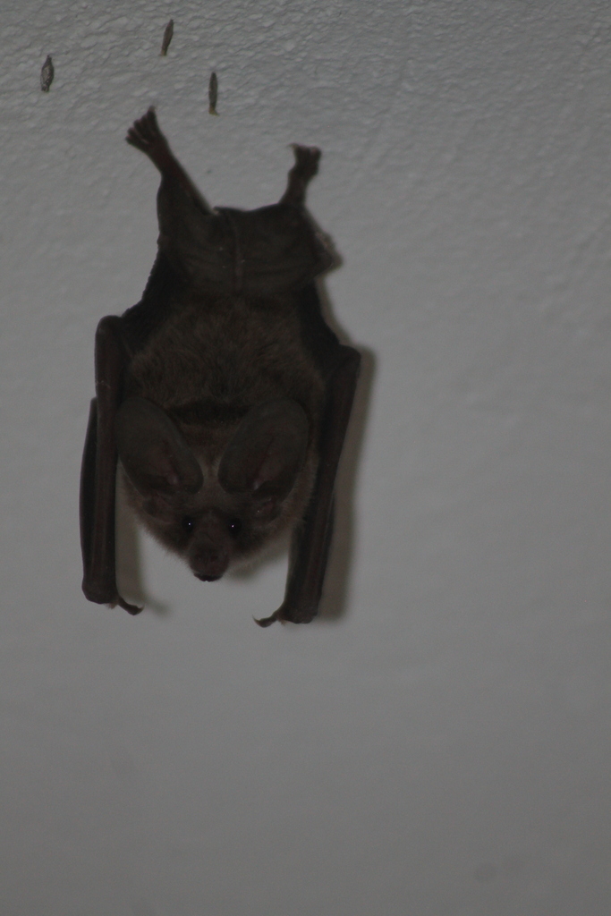 Waterhouse's Leaf-nosed Bat.
