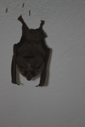 Waterhouse's Leaf-nosed Bat.