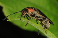 Atalantycha dentigera