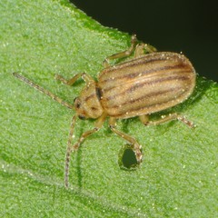 Ophraella conferta