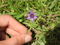 Sisyrinchium scabrum