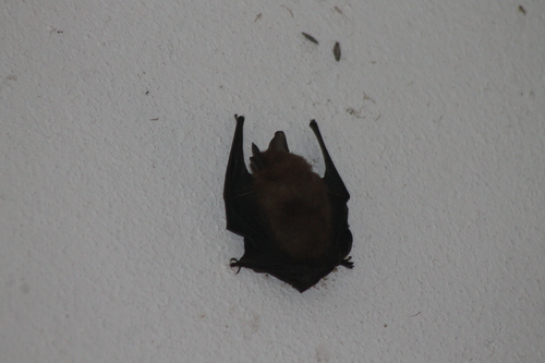 Little Yellow Bat