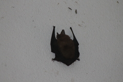 Myotis findleyi