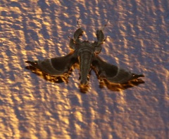 Apatelodes pudefacta