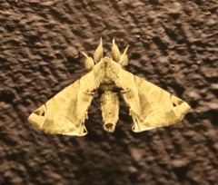 Apatelodes pudefacta