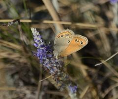 Coenonympha amaryllis