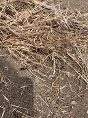 Tachypompilus unicolor