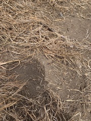 Tachypompilus unicolor