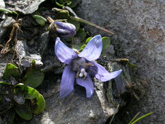 Campanula cenisia