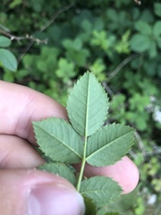 Rosa squarrosa