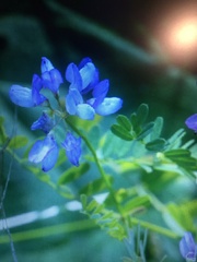 Securigera varia