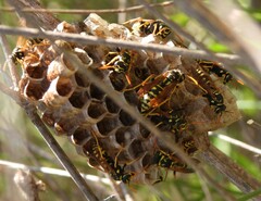 Polistes associus