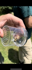 Anthophora bomboides bomboides