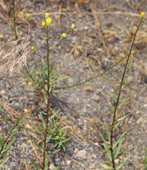 Erigeron inornatus