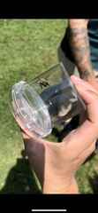 Anthophora bomboides bomboides