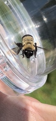 Anthophora bomboides bomboides