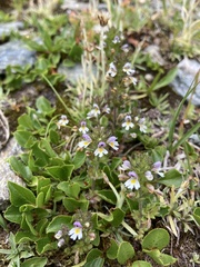 Euphrasia minima
