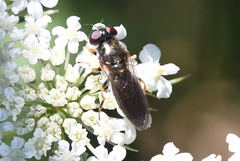 Eucartosyrphus