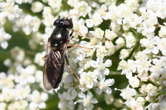 Eucartosyrphus