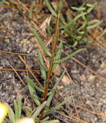 Erigeron inornatus