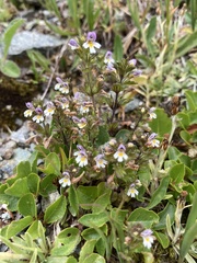 Euphrasia minima