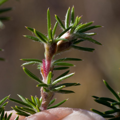 Cliffortia stricta