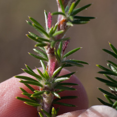 Cliffortia stricta