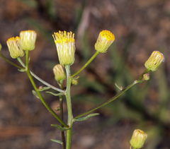 Erigeron inornatus