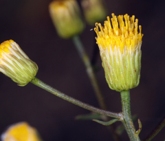 Erigeron inornatus
