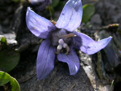 Campanula cenisia