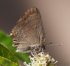 Allosmaitia strophius