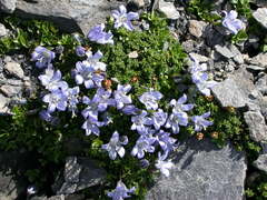 Campanula cenisia