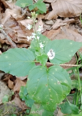 Circaea × intermedia