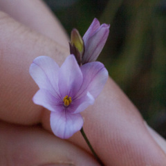 Ixia micrandra