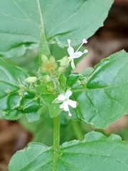 Circaea × intermedia