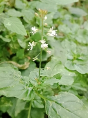 Circaea × intermedia