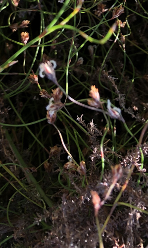 Anthochortus crinalis (Anthochortus crinalis)