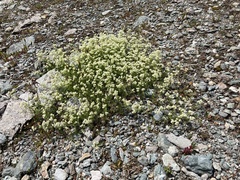 Galium anisophyllon