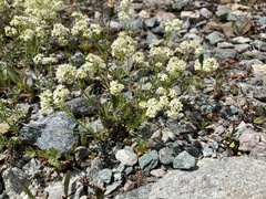 Galium anisophyllon