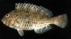 Yellowbar Parrotfish photo 1
