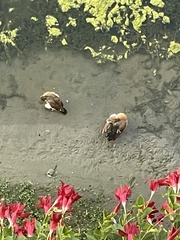 Alopochen aegyptiaca