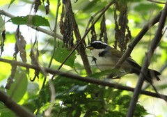 Arremon semitorquatus