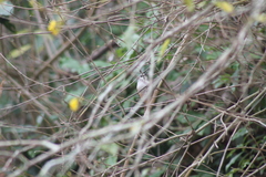 Pheugopedius felix lawrencii