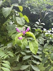 Mansoa alliacea