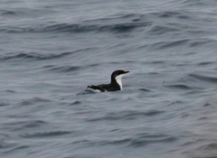 Synthliboramphus scrippsi